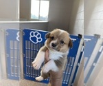 Puppy Female Puppy 1 Pembroke Welsh Corgi