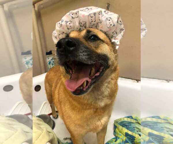 Medium Photo #7 Mutt Puppy For Sale in Escondido, CA, USA