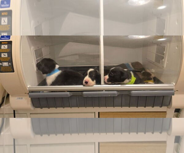 Medium Photo #7 Labrador Retriever Puppy For Sale in The Woodlands, TX, USA