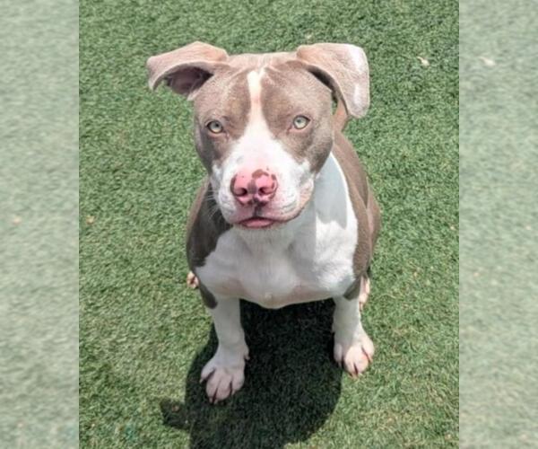 Medium Photo #5 American Pit Bull Terrier-Unknown Mix Puppy For Sale in Rockwall, TX, USA