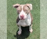 Small #4 American Pit Bull Terrier Mix