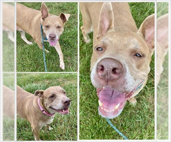 Medium Photo #1 American Pit Bull Terrier-Great Dane Mix Puppy For Sale in Westminster, MD, USA