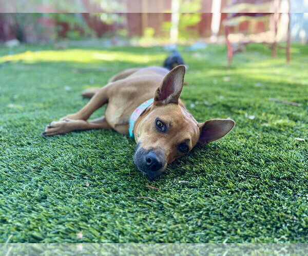 Medium Photo #4 Mutt Puppy For Sale in Sandy, UT, USA