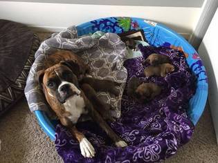 Mother of the Boxer puppies born on 06/29/2017