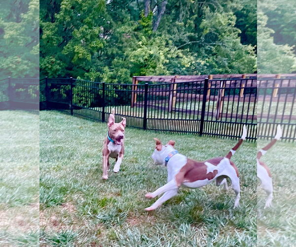 Medium Photo #44 American Pit Bull Terrier-Unknown Mix Puppy For Sale in Germantown, OH, USA