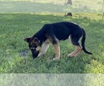 Small #7 German Shepherd Dog