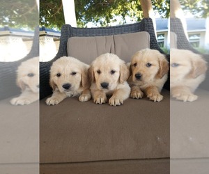 Golden Retriever Puppy for Sale in ELVERTA, California USA