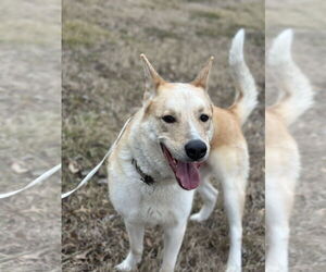 Gator - Male Samoyed-Siberian Husky Mix Dog for Adoption - Photo #3