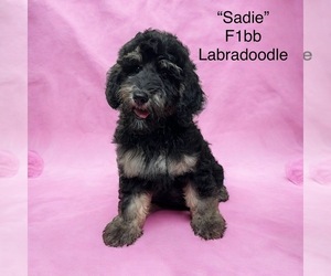 Labradoodle-Poodle (Miniature) Mix Puppy for sale in RADFORD, VA, USA