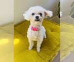 Small #2 Poodle (Miniature)