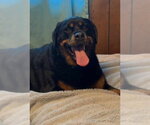 Small #1 Rottweiler Mix