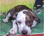Small #2 Bulldog Mix