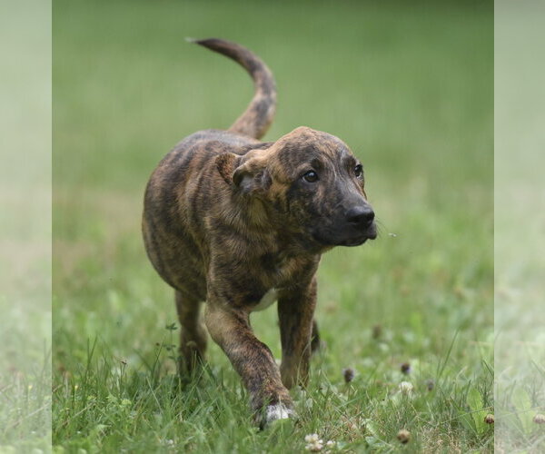 Medium Photo #4 Plott Hound-Unknown Mix Puppy For Sale in Mechanicsburg, PA, USA