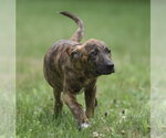 Small #3 Plott Hound Mix