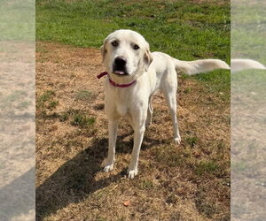 Labrenees Dogs for adoption in Grafton, WI, USA