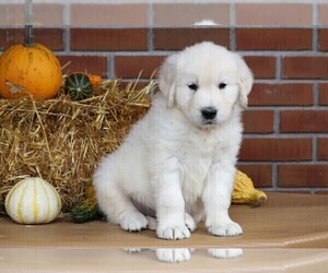 English Cream Golden Retriever Puppy for sale in FREDERICKSBG, OH, USA