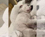 Small #31 American Staffordshire Terrier
