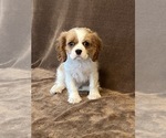 Small #1 Cavalier King Charles Spaniel