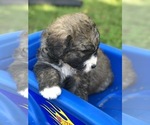 Small Photo #12 Bernedoodle Puppy For Sale in STEWARTSVILLE, NJ, USA