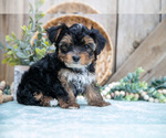 Small Photo #18 Yorkshire Terrier Puppy For Sale in GREENWICH, OH, USA