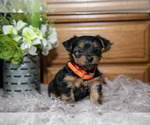 Small #1 Yorkshire Terrier