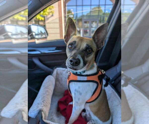 Medium Photo #2 Jack Russell Terrier-Unknown Mix Puppy For Sale in Arlington, VA, USA