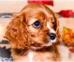 Small #1 Cavalier King Charles Spaniel
