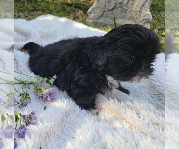 Medium Photo #15 Shih Tzu Puppy For Sale in BRANDON, FL, USA