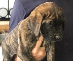 Puppy Puppy 4 Mastiff