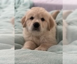 Small Photo #2 Golden Pyrenees Puppy For Sale in STAMPING GRD, KY, USA