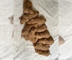 Small Photo #2 Golden Retriever Puppy For Sale in DASSEL, MN, USA