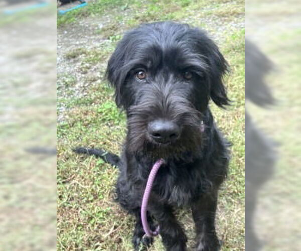 Medium Photo #1 Mutt Puppy For Sale in Glen Allen, VA, USA