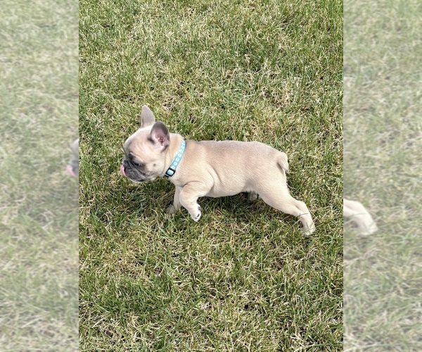 Medium Photo #6 French Bulldog Puppy For Sale in CANYON, TX, USA