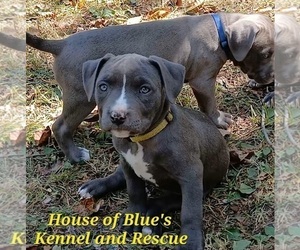 American Pit Bull Terrier Puppy for sale in DELAWARE, OH, USA