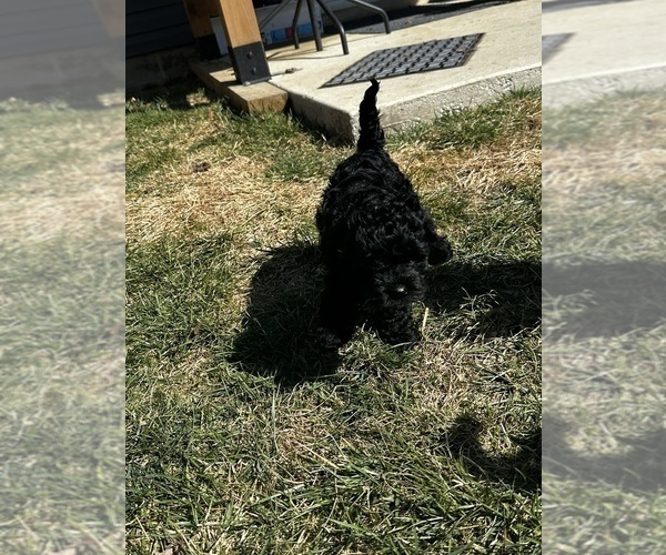 Medium Photo #11 Cockapoo (Miniature) Puppy For Sale in GREENTOWN, IN, USA