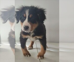 Bernese Mountain Dog Puppy for sale in FREDERICKSBURG, OH, USA