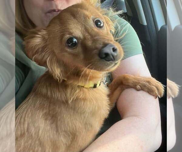 Medium Photo #6 Chihuahua-Unknown Mix Puppy For Sale in New York, NY, USA