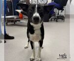 Small Photo #3 Labrador Retriever-Unknown Mix Puppy For Sale in Washington, DC, USA