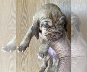 Medium Bloodhound