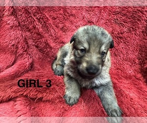 Medium German Shepherd Dog