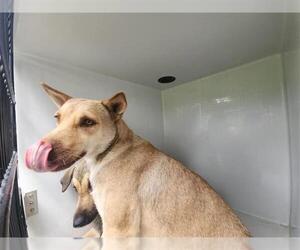 German Shepherd Dog-Unknown Mix Dogs for adoption in Houston, TX, USA