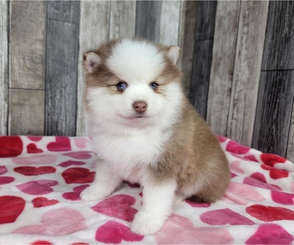 Medium Photo #11 Pomsky Puppy For Sale in BELLEVUE, IA, USA