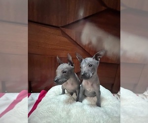 Xoloitzcuintli (Mexican Hairless) Puppy for sale in SAN BERNARDINO, CA, USA
