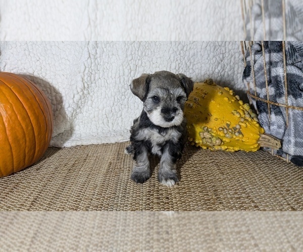 Medium Photo #4 Schnauzer (Miniature) Puppy For Sale in GOSHEN, IN, USA