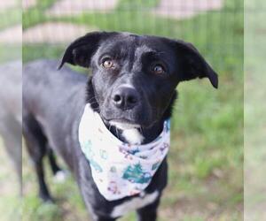 Labrador Retriever-Unknown Mix Dogs for adoption in San Antonio, TX, USA
