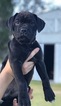 Small #3 Cane Corso