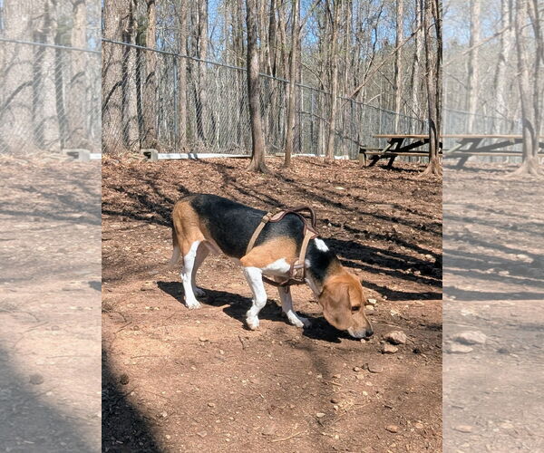 Medium Photo #2 Beagle Puppy For Sale in McCormick, SC, USA