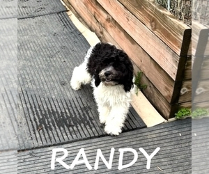 Cockapoo Puppy for sale in HARTLAND, MN, USA