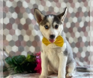 Pomsky Puppy for sale in LANCASTER, PA, USA