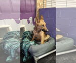 Small #29 German Shepherd Dog